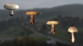 Mushrooms are awesome